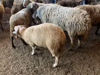 Cabra, Cabras — foto 4