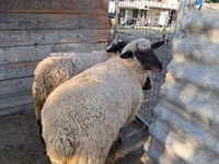 Sheep, Sheep — photo 3