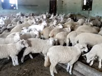 Sheep, Sheep — photo 2