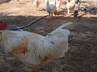 Chickens — 照片 2