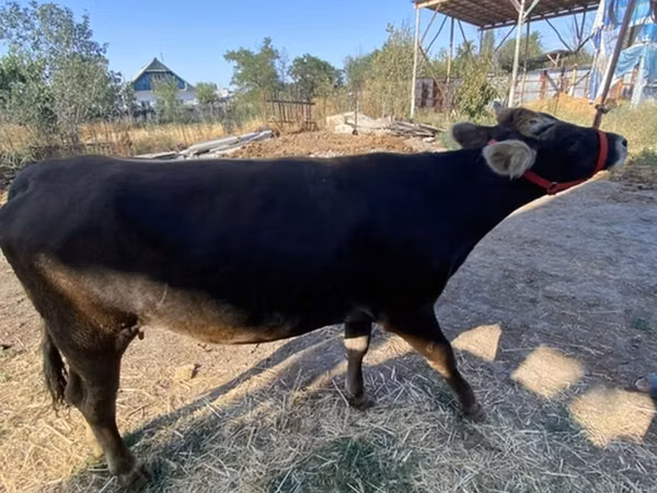 Vache, Swiss cattle — Kirghizstan
