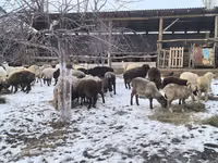 Sheep, Sheep — photo 2