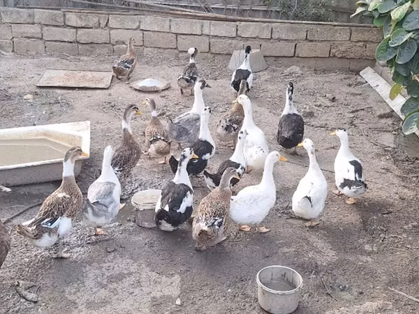 Ducks — Азербайджан