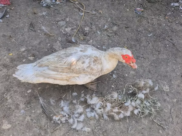 Ducks — Aserbaidschan