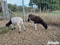 Sheep, Dorper sheep — photo 2