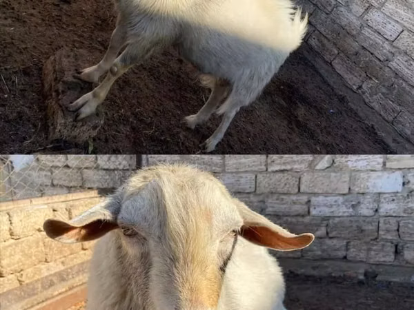 Billy Goat, Saanen goat