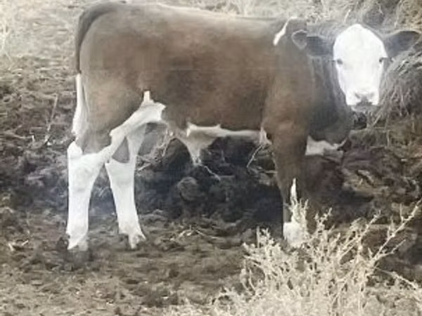 Toro, Razza Holstein — Ungheria
