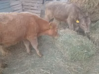Bull, Auliekol breed — photo 3