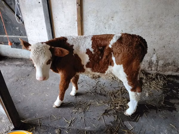 Bull, Cattle