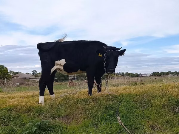 Cow, Russian Black pied cattle — Moldova