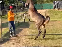 Kůň, National Show Horse — foto 1