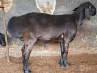 የጎትት አውራ በግ, Sheep — ፎቶ 2