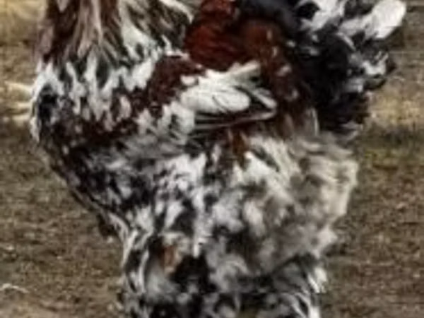 Brahma — Hungary