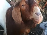 Այծեր (խումբ, սեռը նշված չէ), Boer goat — լուսանկար 6