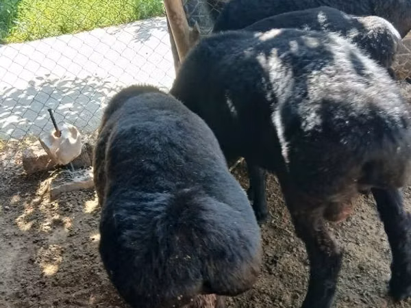 Ram, Sheep — Uzbekistan