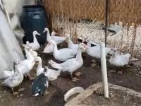 Ducks — foto 1