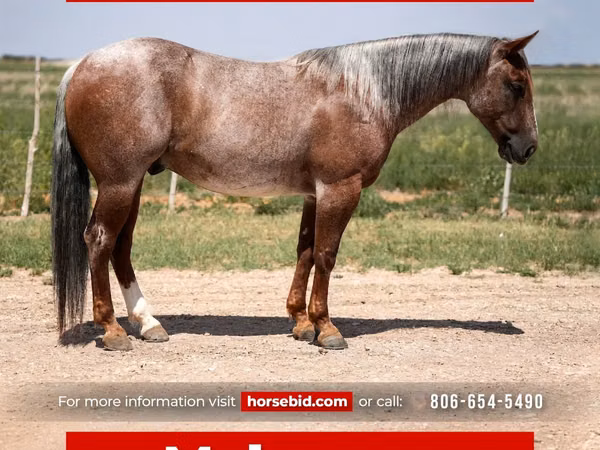 Horse (M), Quarter Horse — United States
