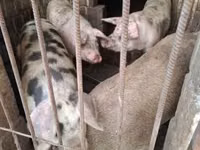 แม่สุกร, หมู — รูปภาพ 2