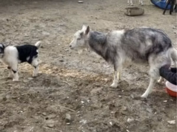Kambing jantan, Sheep — Kazakhstan