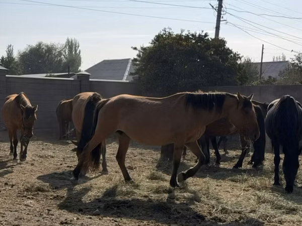 Mare, Horses — Kyrgyzstan