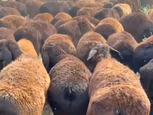 Dume la kondoo, Hissar sheep
