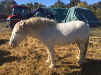 Horse (M), Gypsy horse — photo 5
