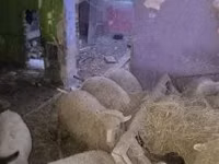 گوسفند (گروه، جنسیت مشخص نشده), Suffolk sheep — عکس 3