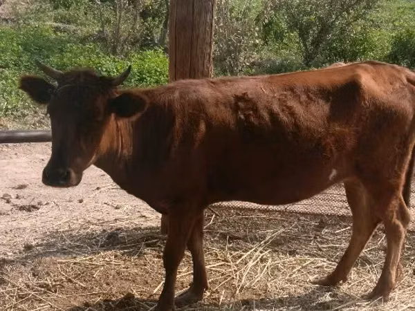 Cattle (batch, sex not specified), Cattle — Turkmenistan