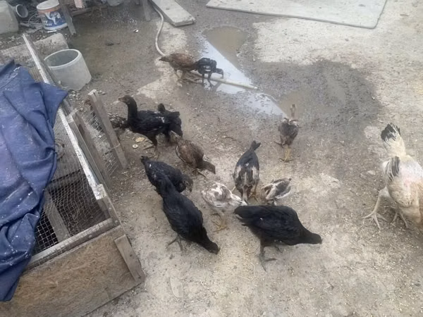 Chickens — কিরগিজিস্তান