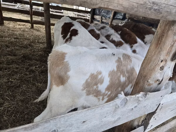 Bull, Simmental cattle — Kazakhstan