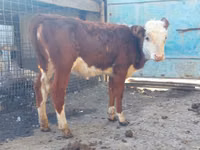 Cow, Hereford — photo 2