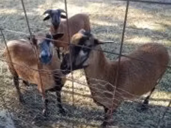 Ram, Cameroon sheep