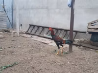 Chickens — عکس 7