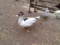 Ducks — புகைப்படம் 3