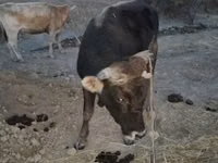 Toro, Bovini — foto 4