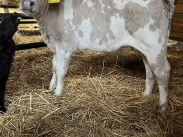 Cow, Holstein breed — Hungary