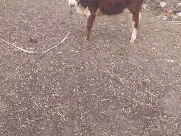 Bull, Simmental cattle — Uzbekistan