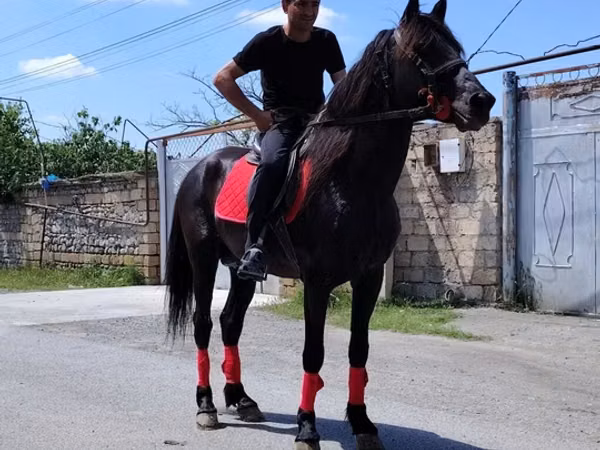 Horse (M), Horses — Azerbaijan