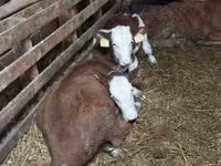 Byk, Simmental cattle — zdjęcie 8