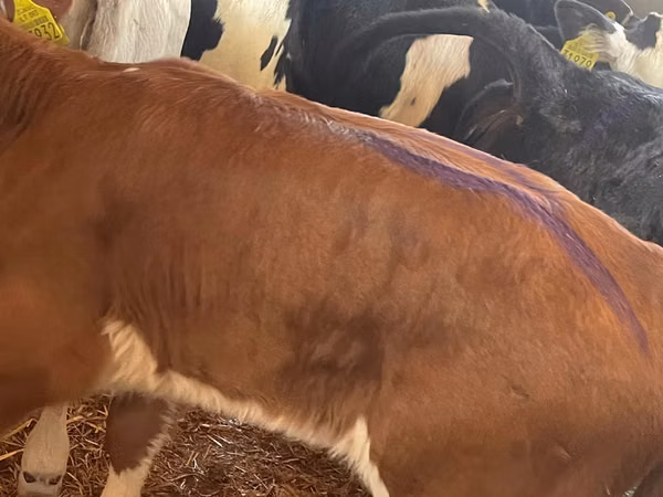 ВРХ (партія, стать не вказано), Simmental cattle