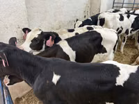 Banteng, Holstein breed — foto 2