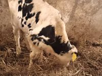 Boğa, Simmental cattle — foto 3