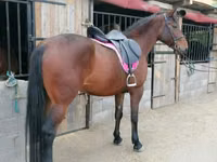 Faras dhaddig, Hungarian horse breed — sawirka 3