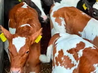 Gia súc (lô, chưa xác định giới tính), Simmental cattle — ảnh 1