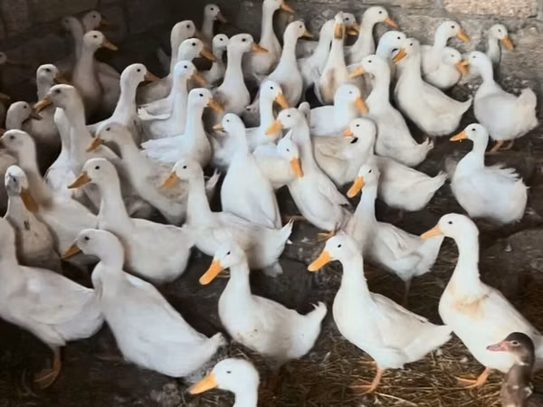 Německý pekin