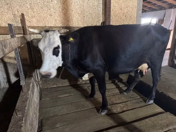 Cow, White-headed Ukrainian — Kazakhstan