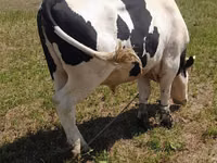 Bull, Russian Black pied cattle — photo 4