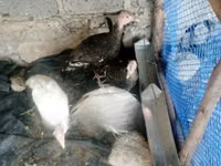Turkeys — foto 2