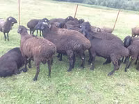 Ram, Sheep — photo 2
