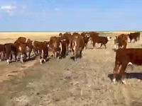 母牛, Kazakh White-headed cow — 照片 2